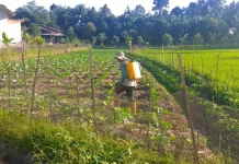 Petani di Mantang Tetap Semangat Kelola Lahan Pertanian
