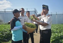 Lahan Terbengkalai di Lapas Lobar Kini Hasilkan Edamame Melimpah