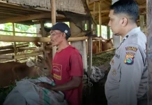 Kepolisian Dampingi Peternak Sapi Dukung Ketahanan Pangan di Aikmel