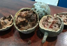 Mengenal Kinca, Buah Legendaris Favorit Masyarakat Bima