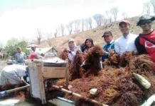 Potensi Laut Dompu Capai Rp400 Miliar, Rumput Laut dan Tuna Jadi Andalan