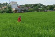 Realisasi Tanam Sumbawa Tembus 98 Persen