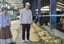 Belajar dari KAN Jabung, Koperasi Pertanian dengan Perputaran Bisnis Rp400 Miliar