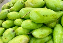 Mangga Kiojay Renyah Manis, Favorit Pecinta Buah Segar