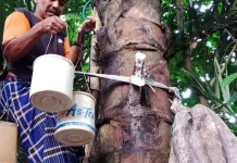 Air Nira Lombok Diusulkan Jadi Minuman Premium untuk Hotel dan Restoran