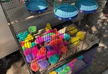Usaha Ayam Warna-Warni Kian Menjanjikan
