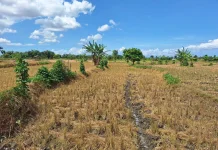 Sawah di Lombok Selatan yang Tadah Hujan dan Perlu Efisiensi