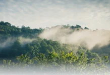 KLU Targetkan Pengakuan 300 Hektar Hutan Adat Rampung Sebelum 2028