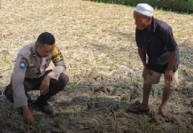 Dukung Ketahanan Pangan, Kepolisian Monitoring Lahan Jagung Warga di Terara