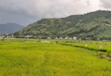 Elnino Tidak Berdampak Pada Cadangan Pangan Dompu Surplus
