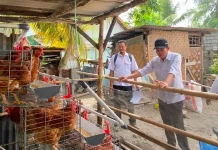 Wabup Loteng Pastikan Program Ayam Petelur Bantu Tekan Stunting