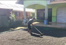 Alih Komoditas, Luas Perkebunan Kopi Dompu Menyusut Drastis