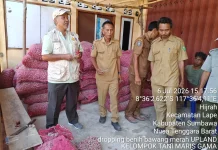 Pengadaan Bibit Bawang Upland Dirampungkan Pertengahan Juli