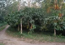 Kopi Tambora Dipertahankan Lewat Peremajaan dan Tumpang Sari