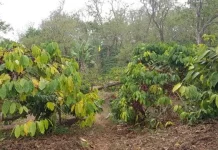 Tanam Kopi dan Buah, Sedekah Oke Pulihkan Mata Air