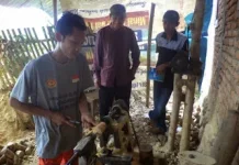 Gelas Kayu Songga, Warisan Herbal Khas Dompu yang Tembus Pasar Nasional