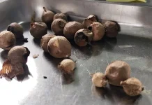Tingkatkan Nilai Jual Bawang Putih Sembalun, Ibu Syaeun Kembangkan Black Garlic