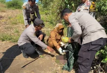 Mayat Bayi Ditemukan di Lahan Jagung