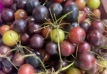 Buah Buni Si Kecil Kaya Manfaat Mulai Terlupakan Masyarakat