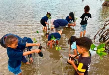 Hari Anak Nasional, Pertamina Tanam 1.000 Mangrove Bersama Anak Pesisir