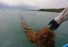 Dari Pesisir Jerowaru, Harapan Tumbuh dalam Keripik Rumput Laut