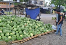 Semangka, Buah Segar dengan Segudang Manfaat bagi Kesehatan