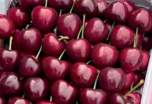 Ceri Buah Premium Mendunia, Manis Bernilai Tinggi dan Bergizi