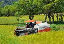 Ulah Tengkulak Nakal, Hambat Gabah Petani Dompu Sesuai HPP