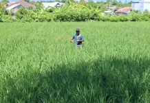 NTP NTB Tetap Tinggi, Kondisi Petani Dinilai Aman