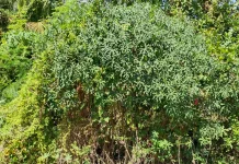 10 Manfaat Daun Pepaya Jepang bagi Kesehatan