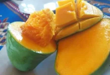 Mangga Arumanis Lombok Utara Menanti Panggung Dunia