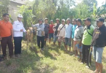Pengadaan Bibit Ternak Ditarget Rampung Tepat Waktu
