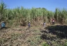 Produksi Tebu Dompu Ditargetkan Capai 278 Ribu Ton