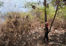 Kebakaran Lahan di Pringgabaya Berhasil Dipadamkan Damkarmat Lombok Timur