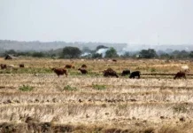 Kekeringan Mulai Kepung Permukiman Warga Pajo dan Kilo