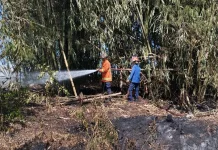 Damkarmat Lombok Timur Padamkan Kebakaran Lahan Bambu di Santong