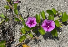 Morning Glory, Simbol Keindahan yang Singkat dan Sementara