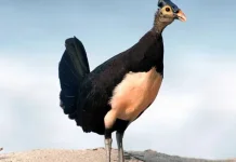 Burung Maleo, Hewan Endemik dengan Cara Bertelur yang Unik
