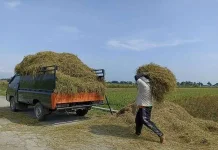 Manfaatkan Limbah Pertanian Untuk Pakan Ternak