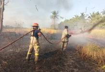 Kebakaran Lahan di Wanasaba Utara, Api Berhasil Dikendalikan