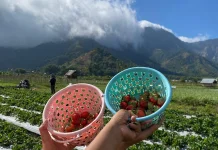 Panen Raya Stroberi Sembalun, Liburan Manis di Kaki Rinjani