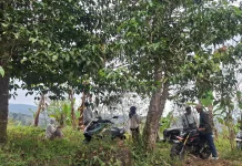 Buah Kerja Sama Warga, Pemerintah, dan Swasta HKm Desa Sapit