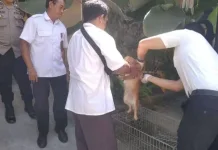 Mataram Perkuat Cegah Rabies dengan Vaksinasi Gratis