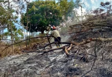 Kebakaran Lahan di Pesugulan Sempat Menjalar ke Permukiman Berhasil Dipadamkan