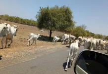 Program GEF-8 FSIP Livestock Mulai Dieksekusi Bulan Depan