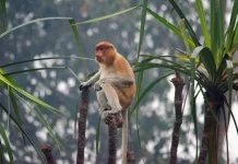 Bekantan, Primata Endemik yang Hanya Ada di Pulau Borneo