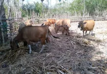 Kandang Kolektif jadi Benteng Cegah Pencurian Ternak