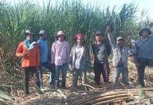 Lahan Tidur di Karombo Berubah Jadi Ladang Tebu Penopang Ekonomi Warga