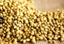 Ketumbar Tak Hanya Penyedap Masakan, Ini Potensi Manfaatnya bagi Kesehatan