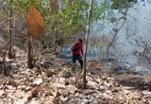 834 Hektare Kawasan TN Tambora Terbakar